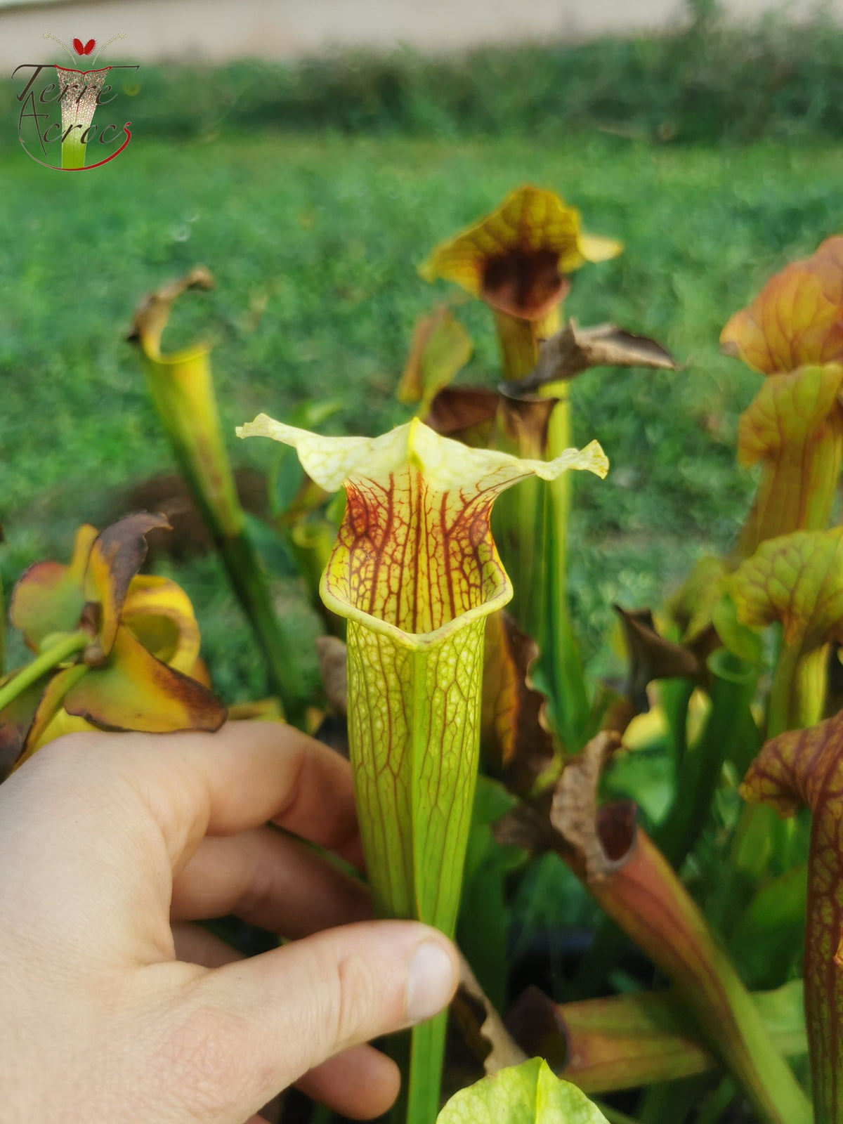 SX21 Sarracenia x (S. flava var. ornata „Golden“ x S. x „Camisole“)