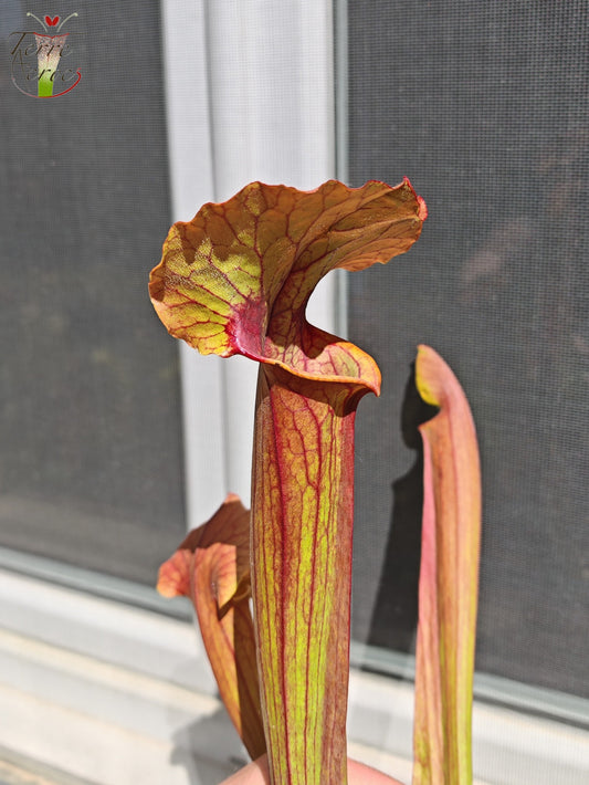 SX22b Sarracenia x (S. flava var. ornata x S. x mitchelliana)(clone b)