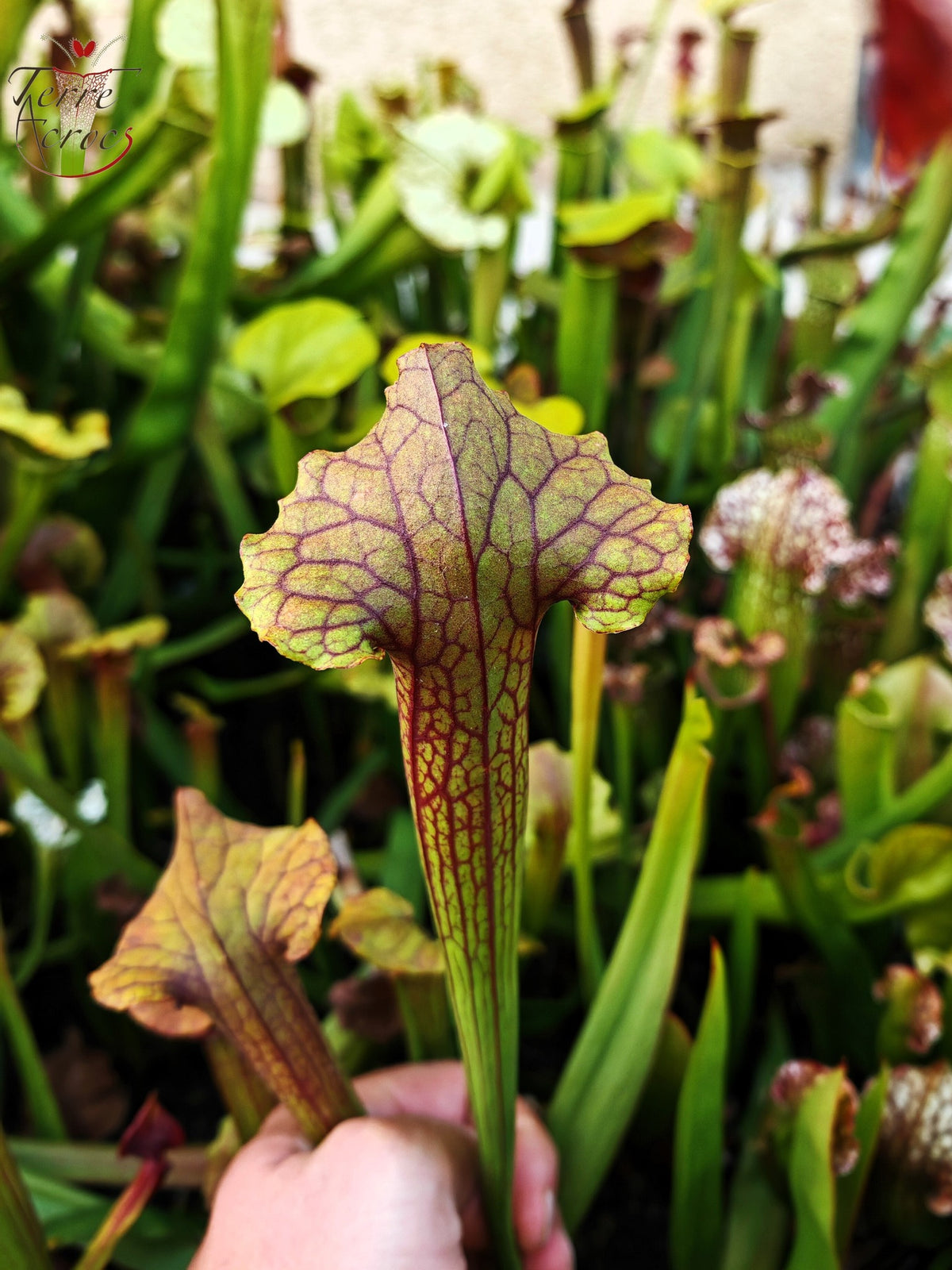 SX22b Sarracenia x (S. flava var. ornata x S. x mitchelliana) (Klon b)