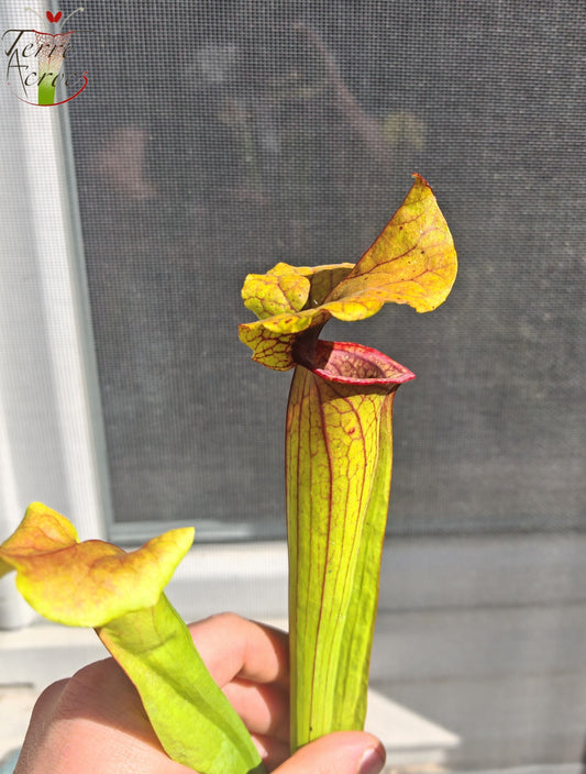 SX22c Sarracenia x (S. flava var. ornata x S. x mitchelliana)(clone c)