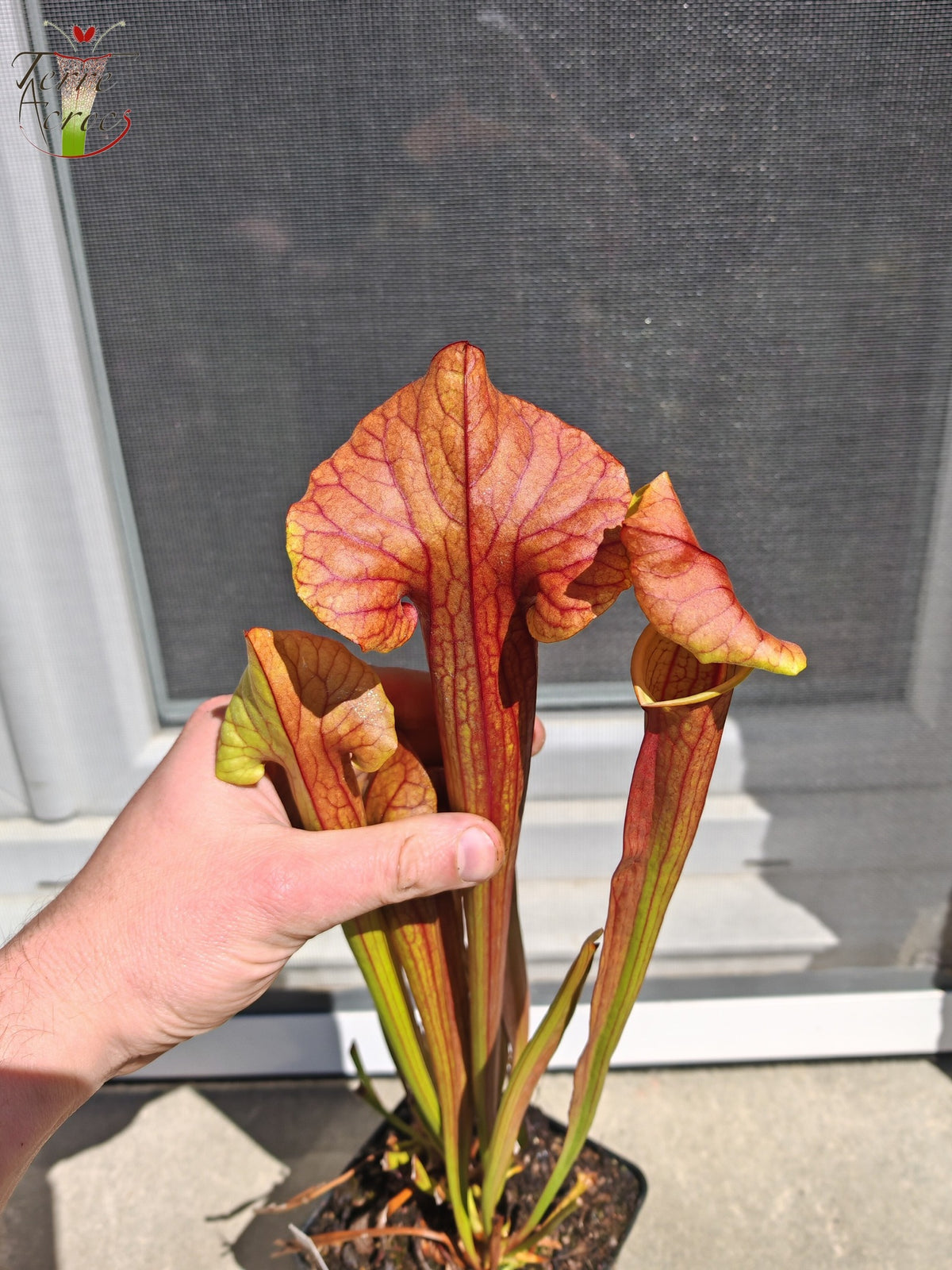 SX22d Sarracenia x (S. flava var. ornata x S. x mitchelliana)(clone d)