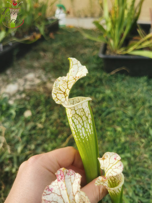 SX24 Sarracenia x (((S. leucophylla × S. oreophila) × S. leucophylla) x Hurricane creek white, seedling. Vigorous, Stefan Lessen)