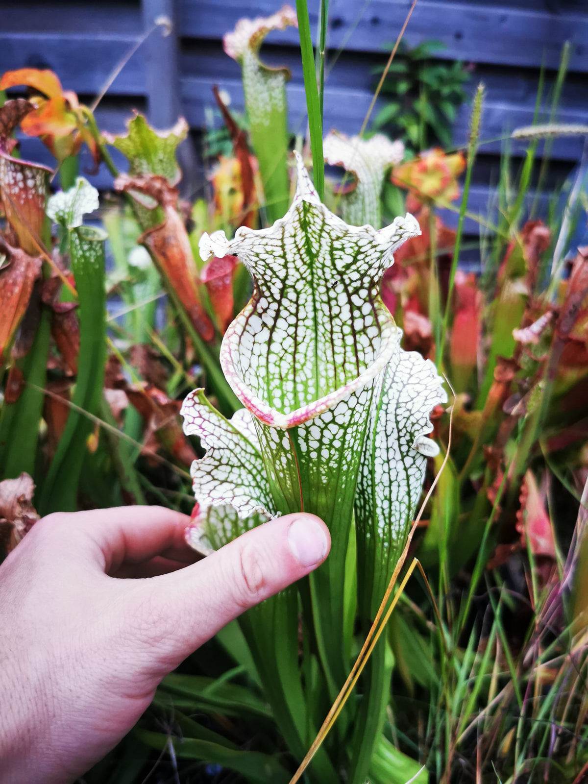 Sarracenia 2025 seeds (SX26a x OP)
