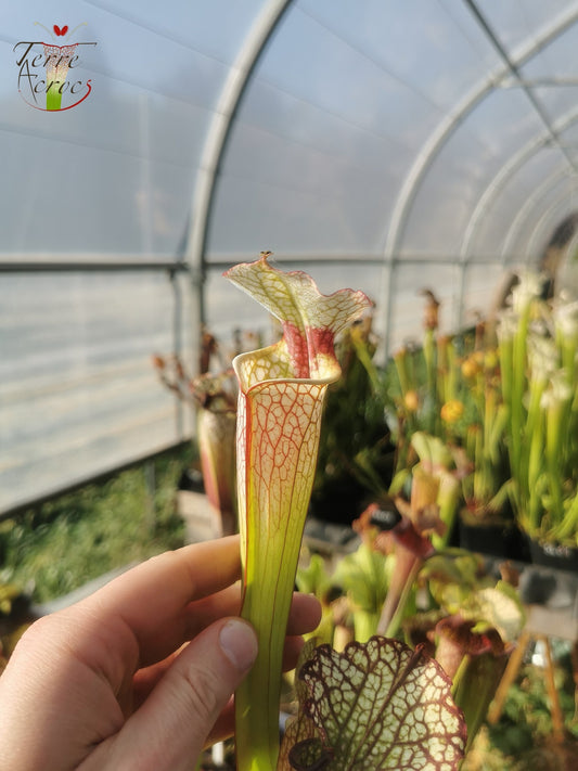 SX29 Sarracenia x (S. x moorei -- 'Johanna' x inconnu)
