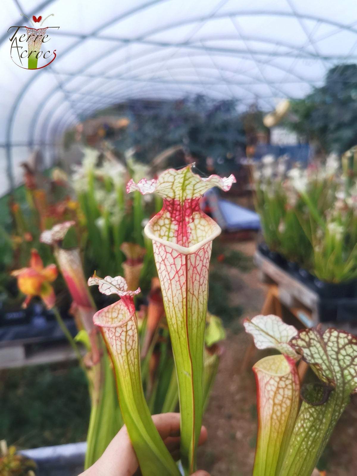 Sarracenia 2025 Samen (SX29 x OP)