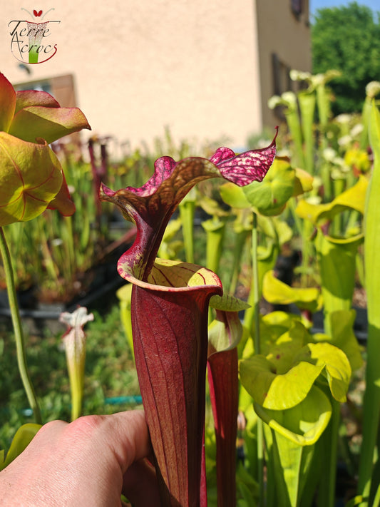 SX30a Sarracenia x ('Leah Wilkerson' x (atropurpurea x rubricorpora)