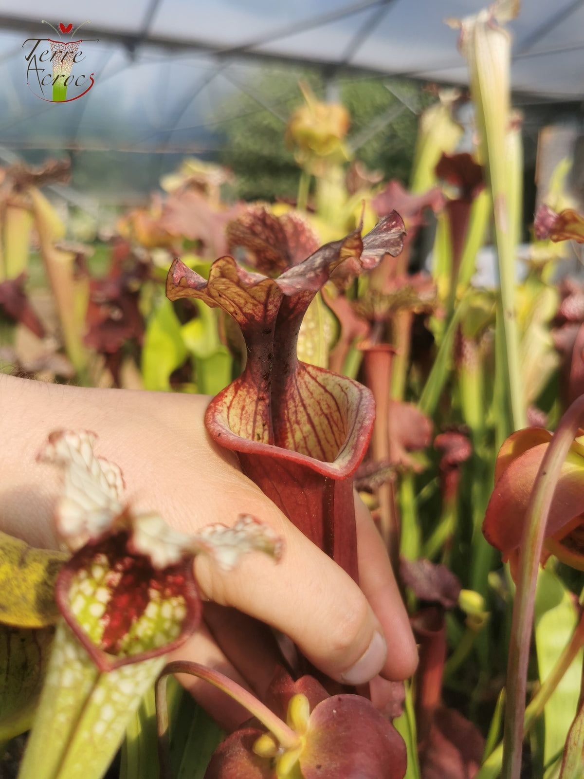SX30a Sarracenia x ('Leah Wilkerson' x (atropurpurea x rubricorpora)