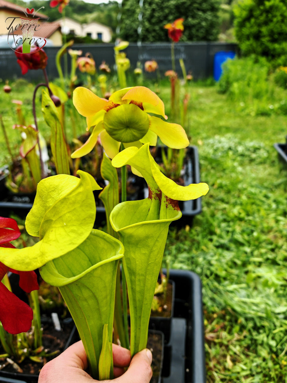 SX34 Sarracenia x (S. x moorei – Marston exotic (1987 clone)(H24, MK) x S. flava var. rugelii -- Telogia, FL.(WS). Very large from, (F140A MK))