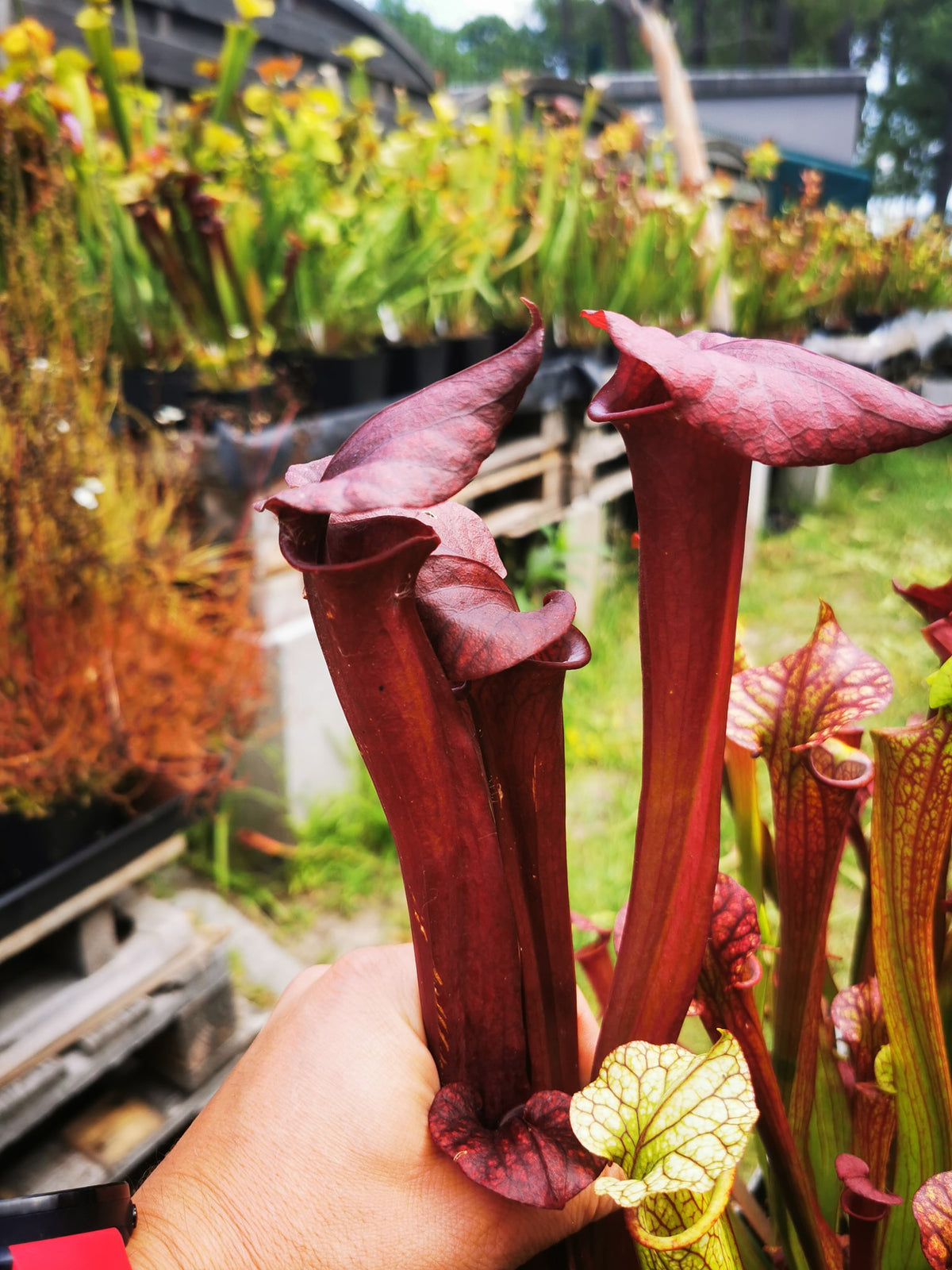 SX36a Sarracenia x (S. x moorei – „Luben's Red“ x S. flava var. ornata) (Klon a)