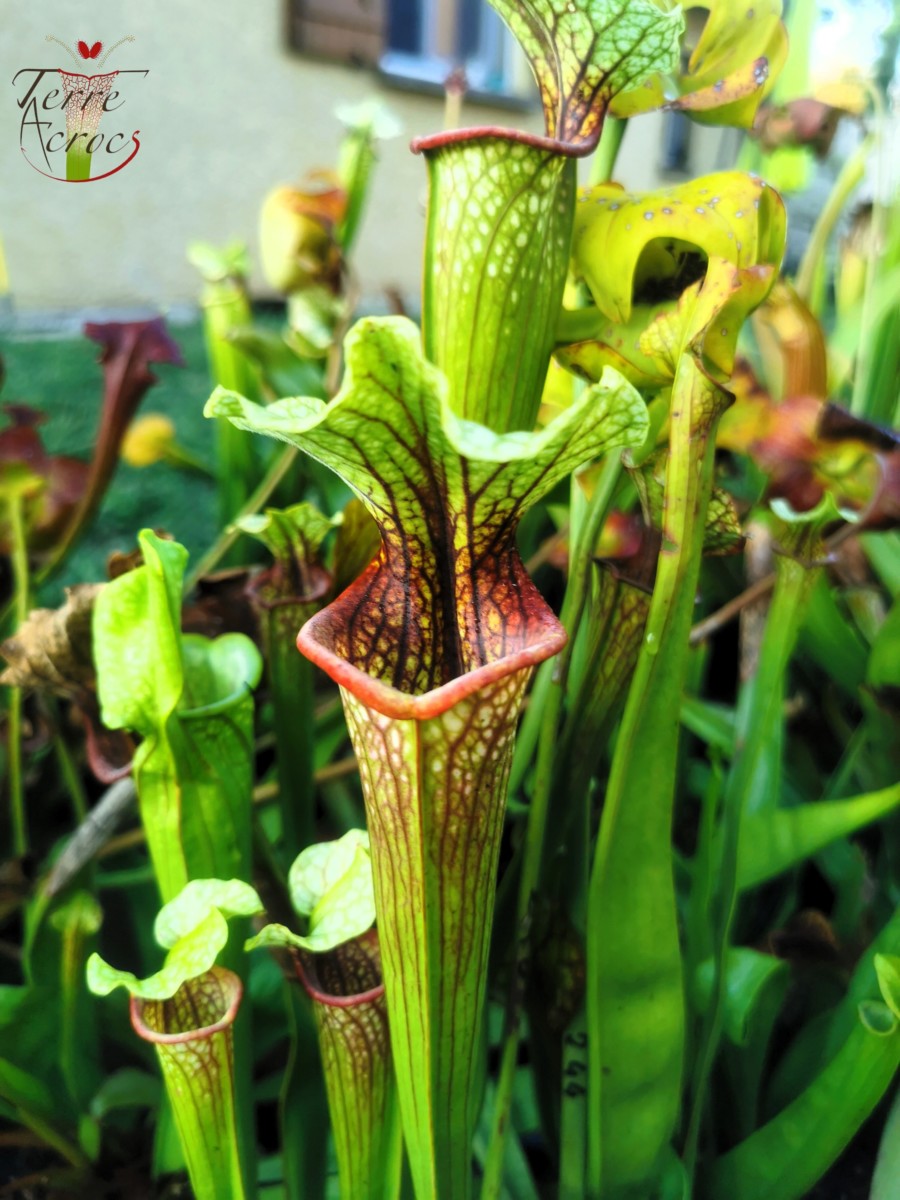 SX37a Sarracenia x „Soul Reaver“