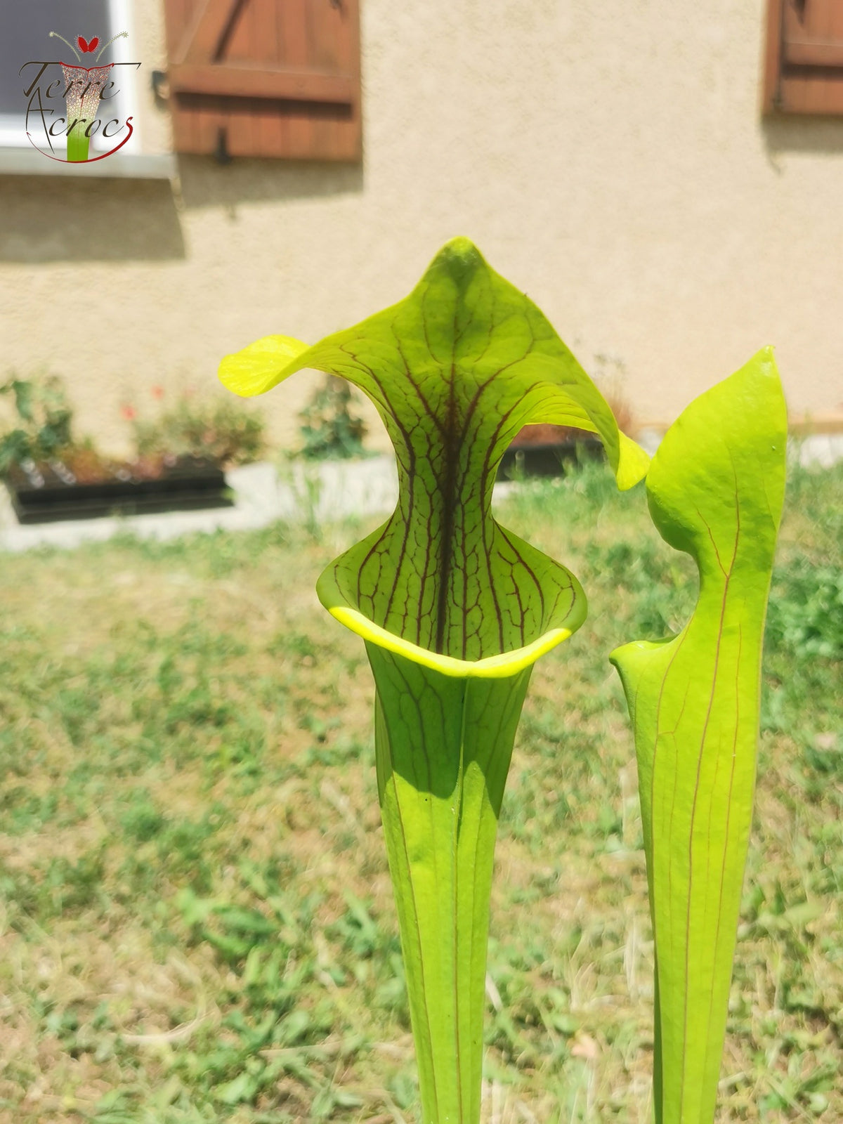 Sarracenia 2025 Samen (SX38 x OP)