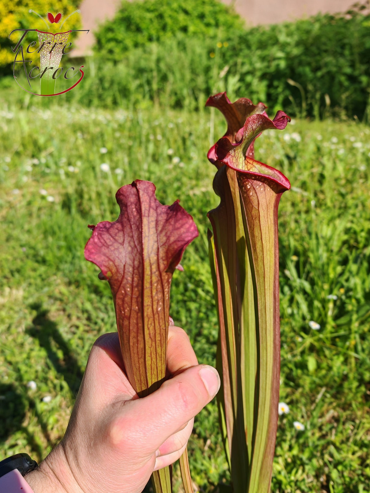 SX39 Sarracenia x Pélican