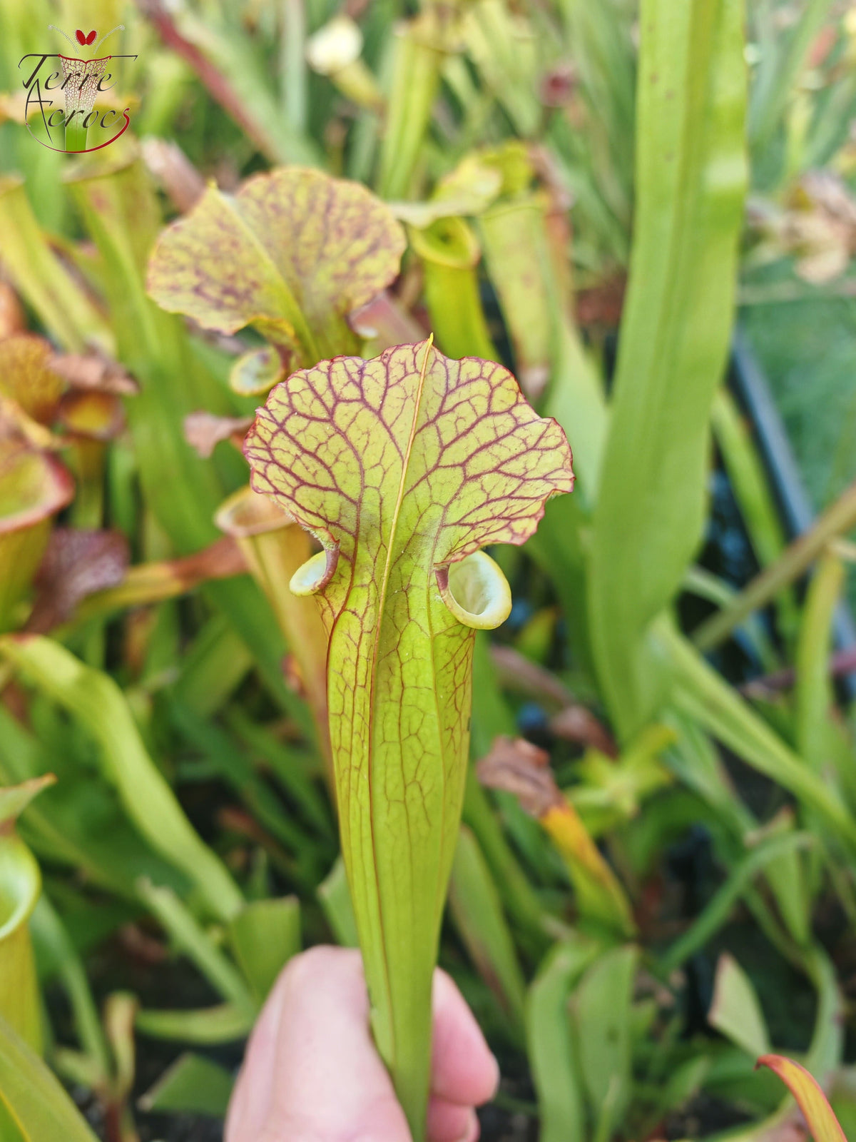 SX41I Sarracenia x (S. x moorei 'Leah Wilkerson' x S. x 'French Kiss')