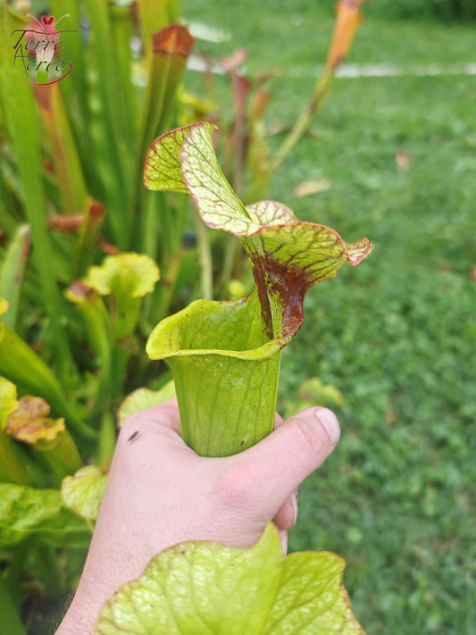 SX41U08-01 Sarracenia x (S. x moorei 'Leah Wilkerson' x S. x 'French Kiss')