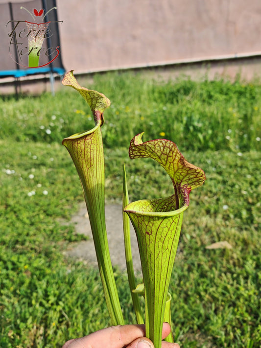 SX41U08-02 Sarracenia x (S. x moorei 'Leah Wilkerson' x S. x 'French Kiss') -- Pubescent Form