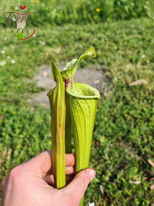 SX41U08-04 Sarracenia x (S. x moorei 'Leah Wilkerson' x S. x 'French Kiss')