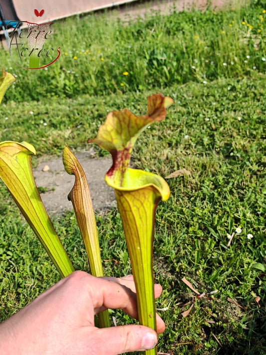 SX41U08-08 Sarracenia x (S. x moorei 'Leah Wilkerson' x S. x 'French Kiss')