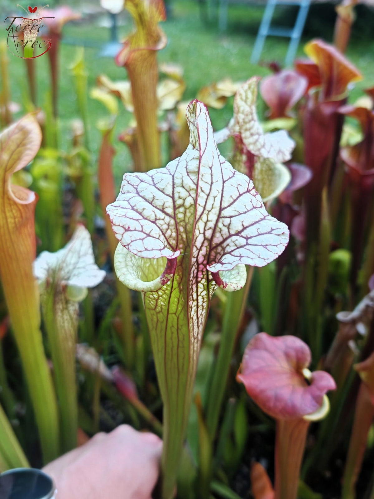 SX41b Sarracenia x (S. x moorei 'Leah Wilkerson' x S. x 'French Kiss') (Klon b)