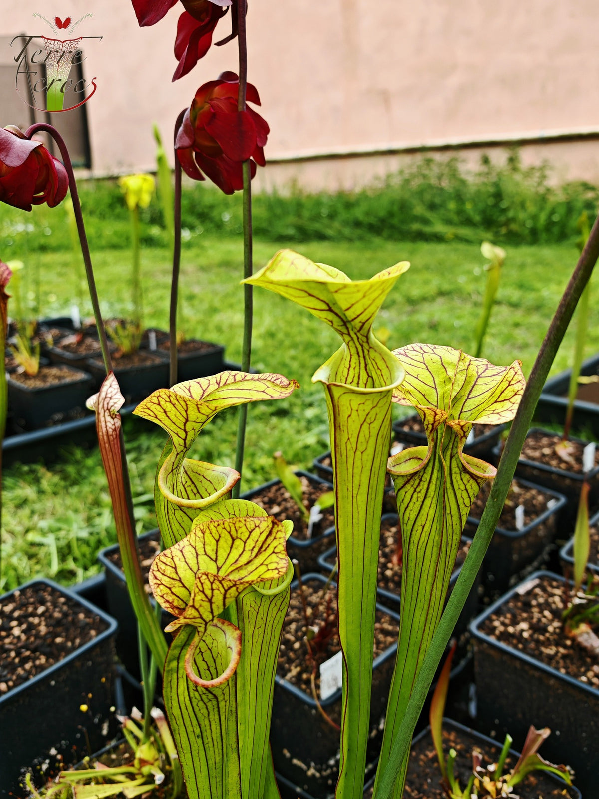 SX43 Sarracenia x unbekannt (OB-Mix-Samen 2017)