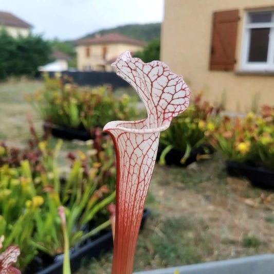 SX48 Sarracenia x -- Early pink / burgundy tube then white with pink lip