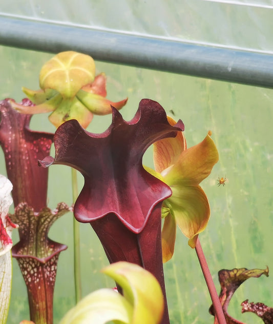 SXA02 Sarracenia x 'Alucard' -- "Prince of Darkness" (MW)