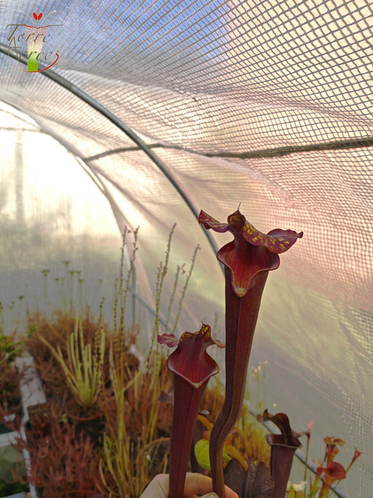Graines Sarracenia 2025 (SXA02 x OP)