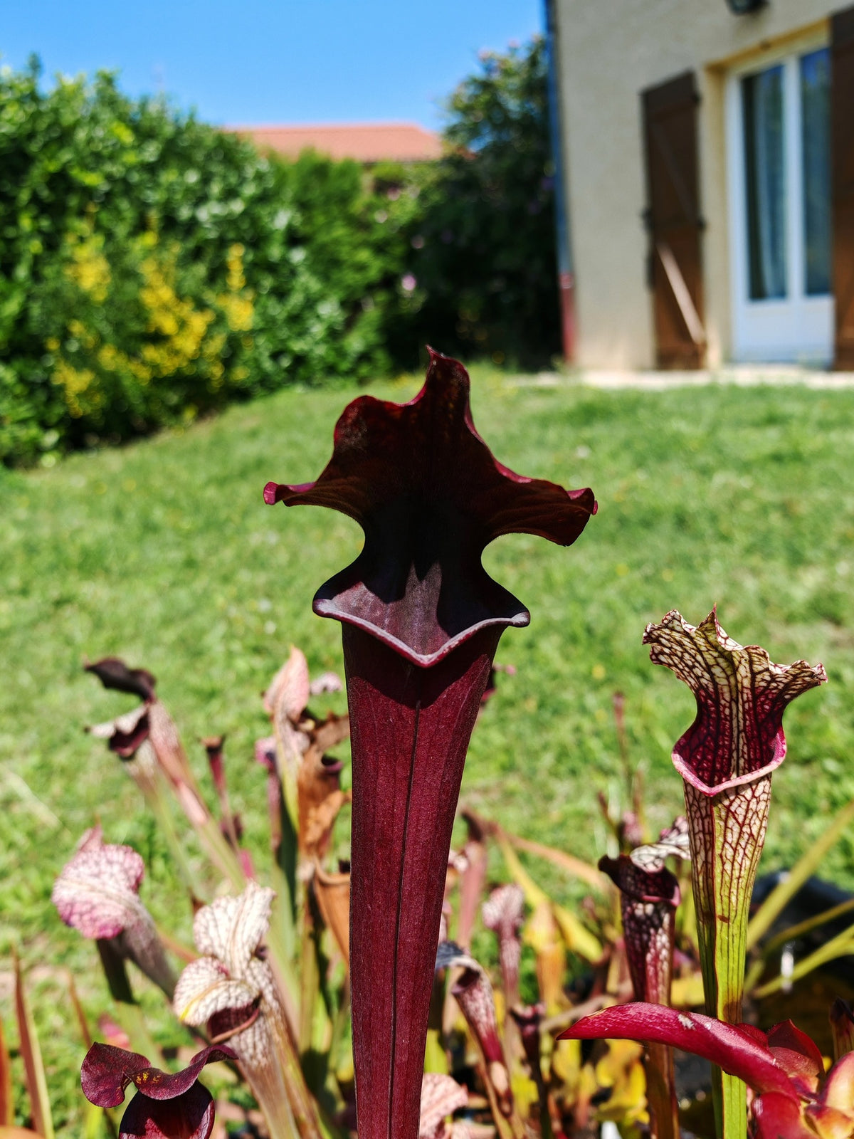 Sarracenia 2025 seeds (SXA02 x OP)