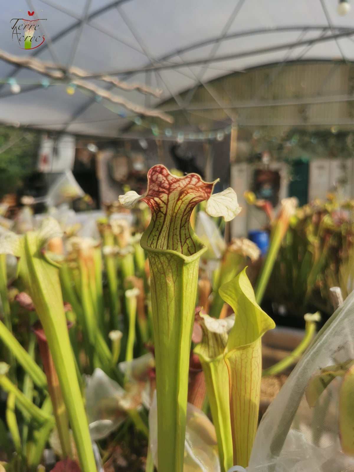 SXAR01 Sarracenia x areolata -- "Giant" (SX102, CA)