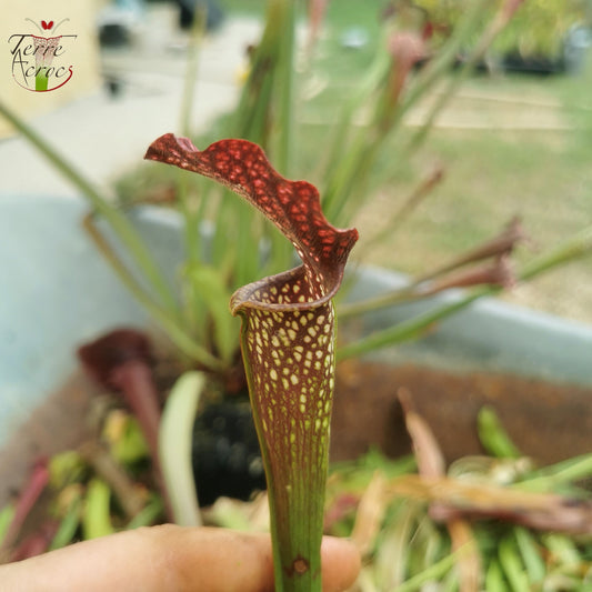 SXAR02 Sarracenia x areolata – (S. alata var. nigropurpurea, CK x S. leucophylla – „Helmut's Delight“)