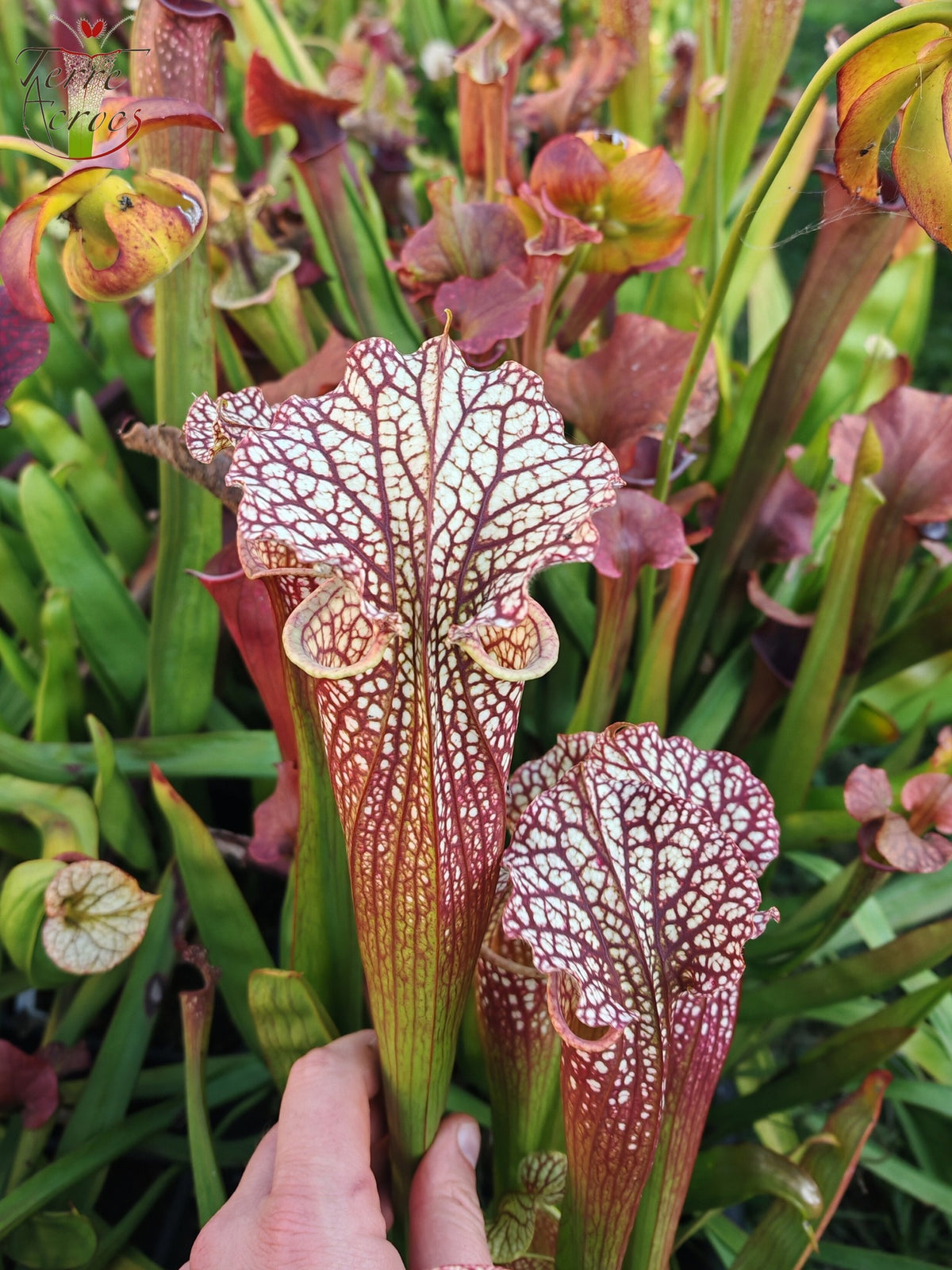 SXM01b Sarracenia x moorei -- "Voile Ecarlate"