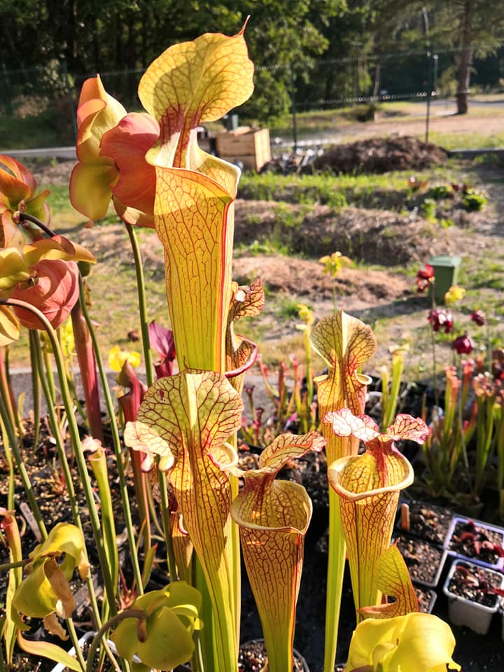 SXM03 Sarracenia x moorei — ‘Leah Wilkerson’ (H112, MK)