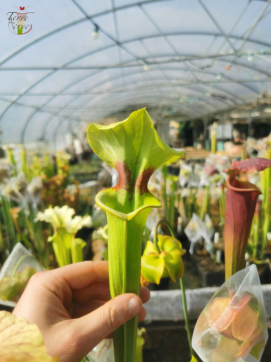 SXM08 Sarracenia x moorei – ‘Brook’s Hybrid’ (H7, MK)