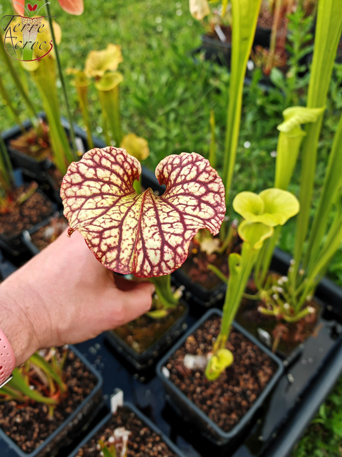 Sarracenia 2025 Samen (SXM15 x OP)