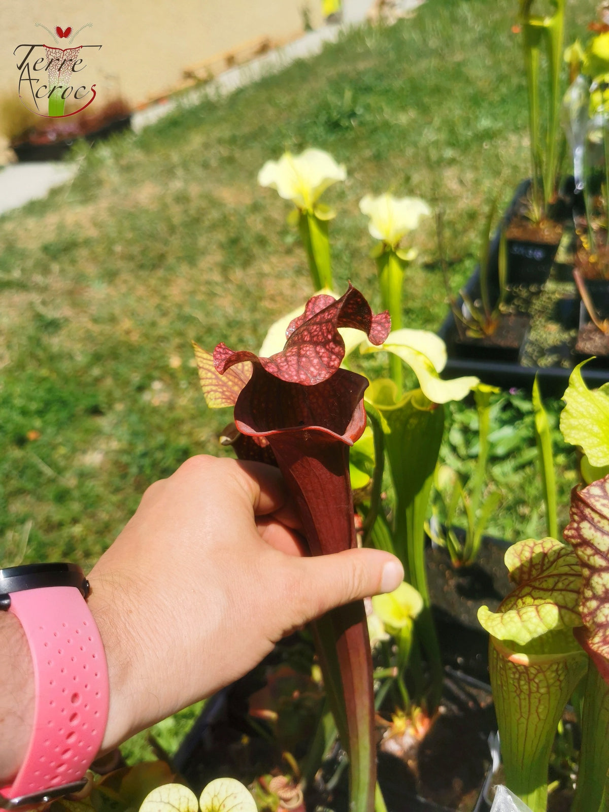 SXM14 Sarracenia x moorei – „Royal Ruby“ (H239, MK)