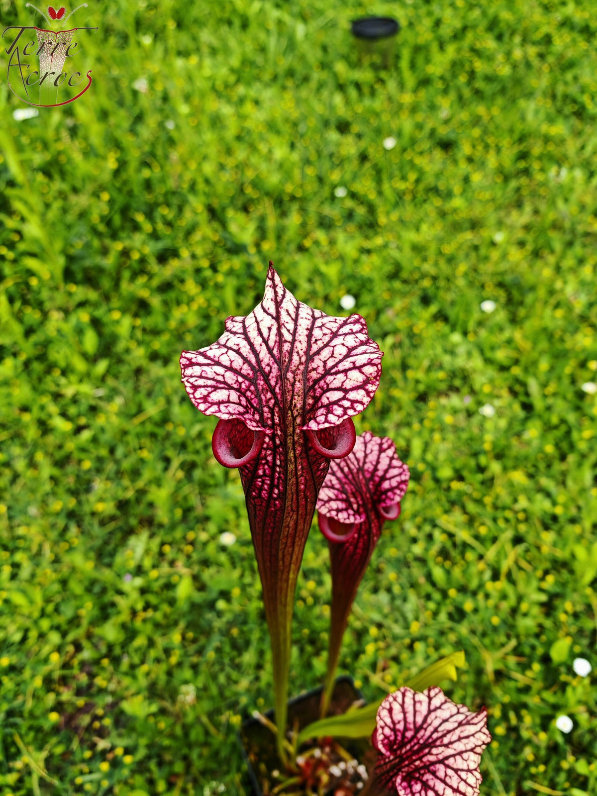 Sarracenia 2025 Samen (SXM17 x OP)
