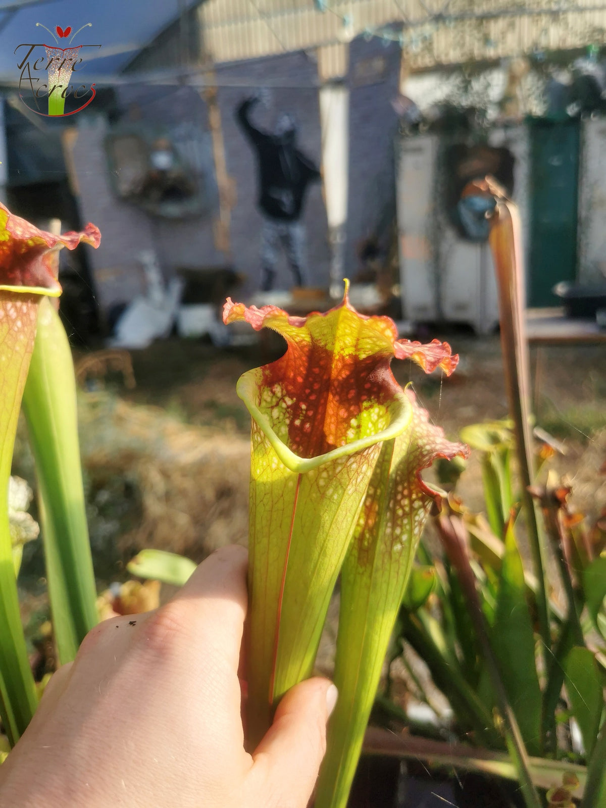 Sarracenia 2025 Samen (SXM21 x OP)