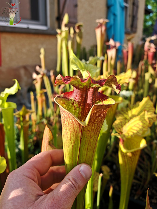 SXM21 Sarracenia x moorei -- "Grosse Tâche"