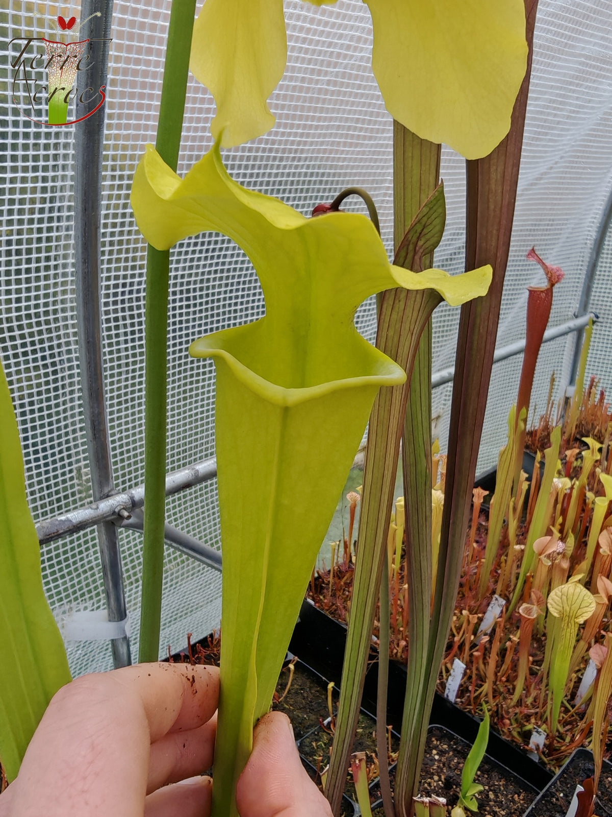 Sarracenia 2025 Samen (SXM23b x OP)