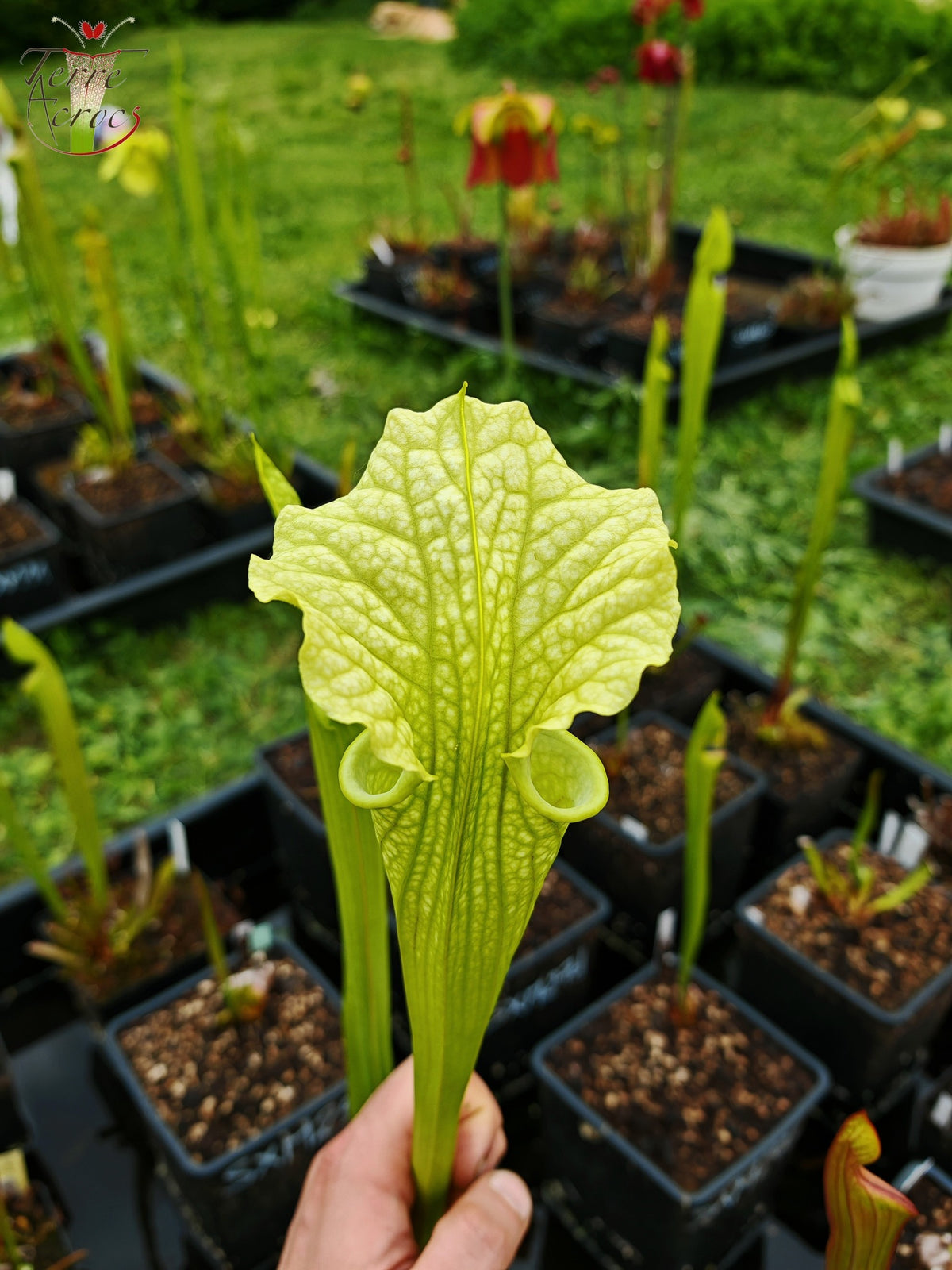 SXM26 Sarracenia x moorei – „Leviathan“ (H393, MK)