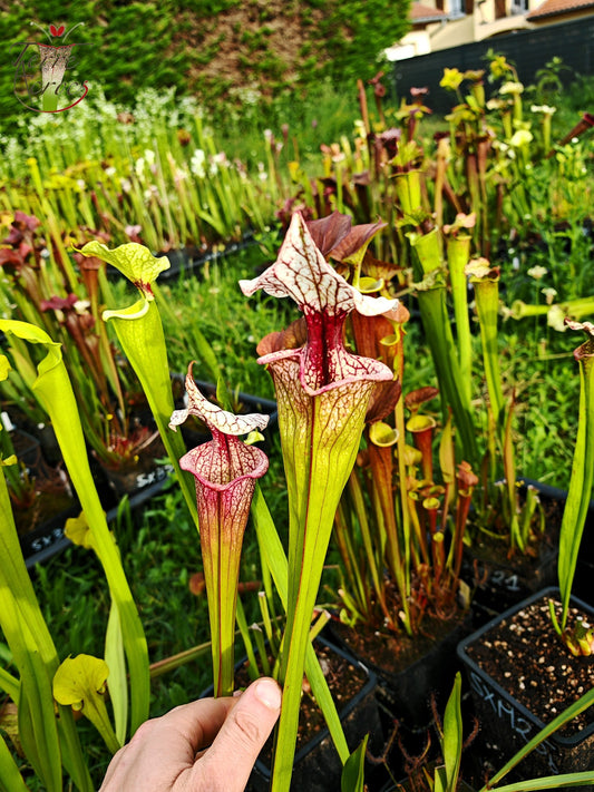 SXM27a Sarracenia x moorei -- ‘Atlas 5’