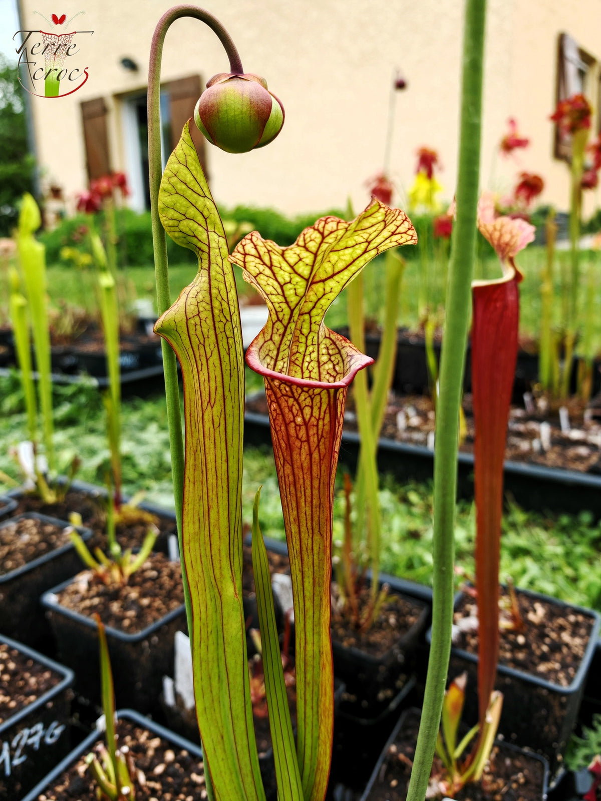 SXM28a Sarracenia x moorei -- 'Saurus'
