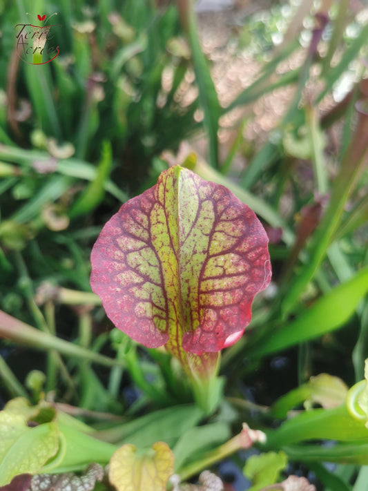 SXM29a Sarracenia x moorei -- "Aquarelle"