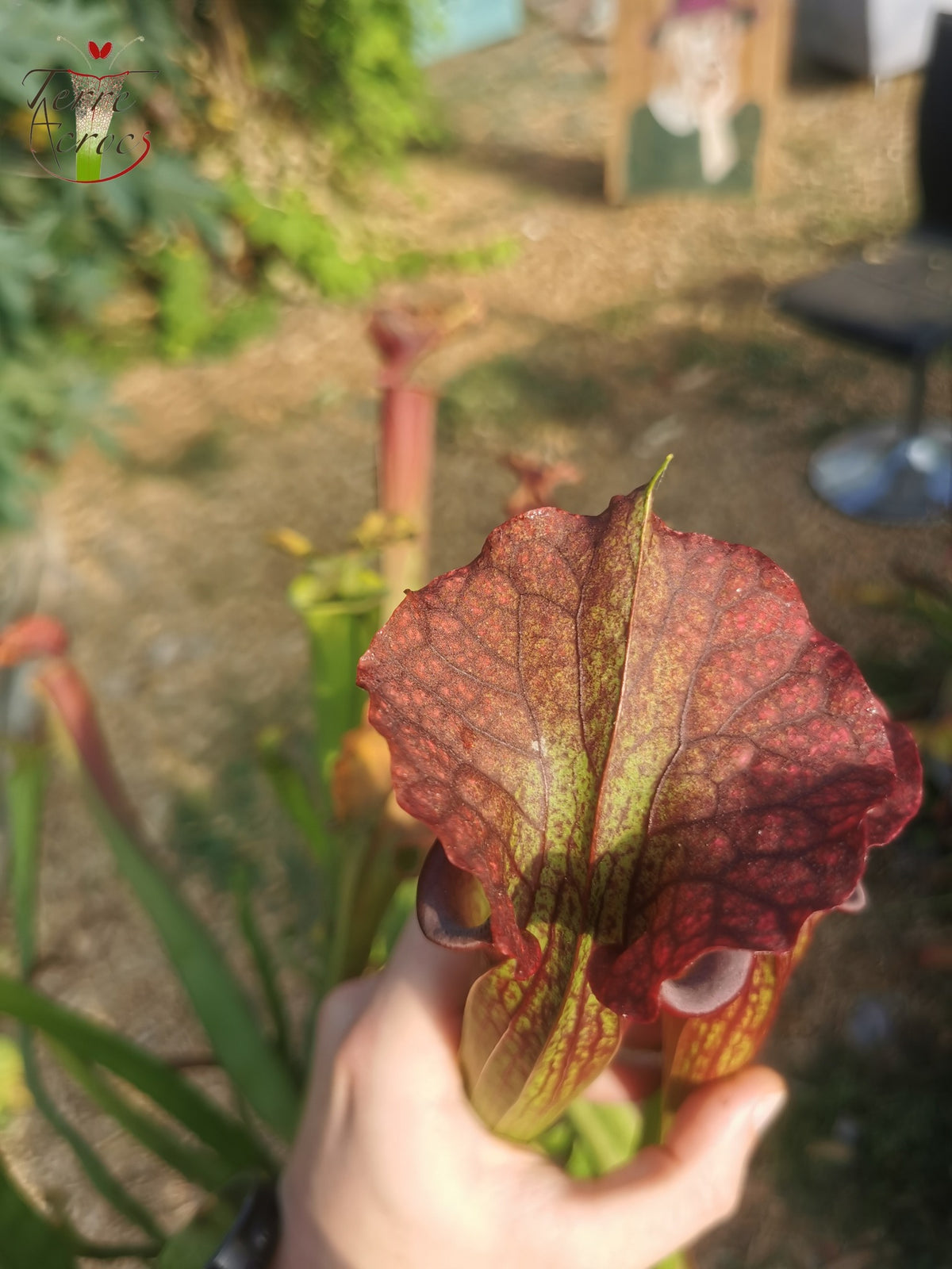 SXM29a Sarracenia x moorei – „Aquarell“