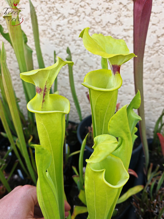 SXM32 Sarracenia x moorei -- “Green Frog”