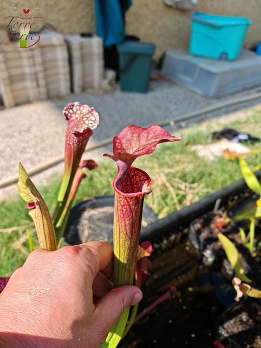 U19 Sarracenia unique hybrid