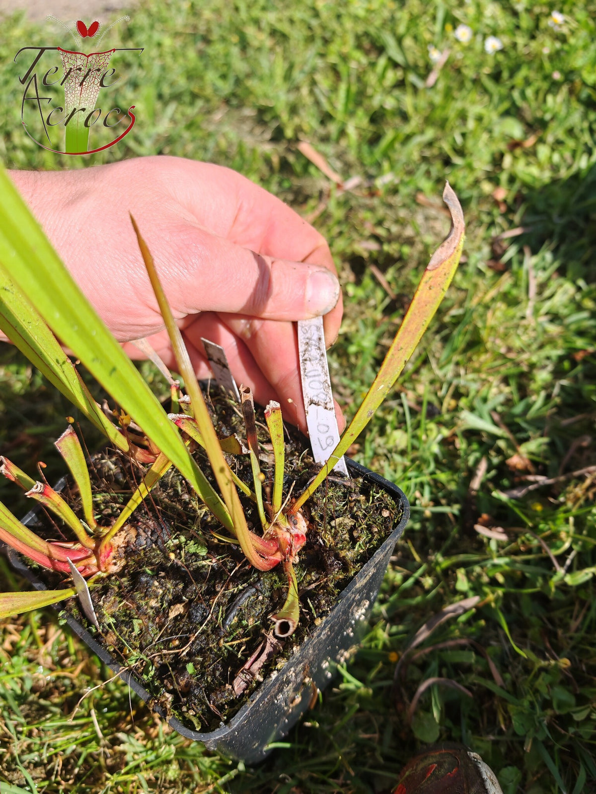 SX41U08-08 Sarracenia x (S. x moorei 'Leah Wilkerson' x S. x 'French Kiss')