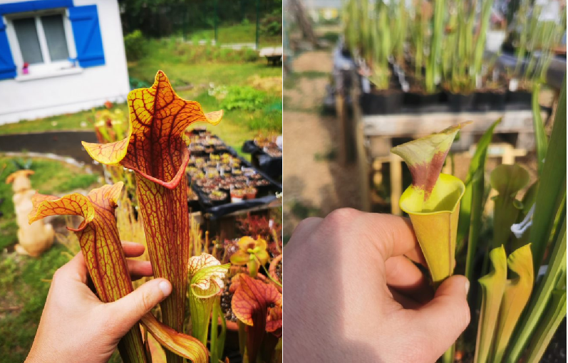 Graines sarracenia 2023 (SX22a x SFR03) (23.192)
