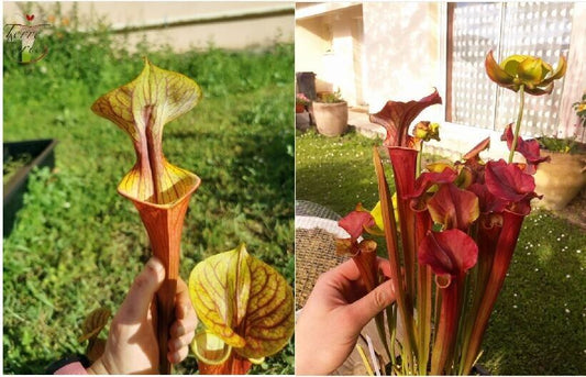 Graines Sarracenia 2022 (SX10 x SXM02) (22.110)