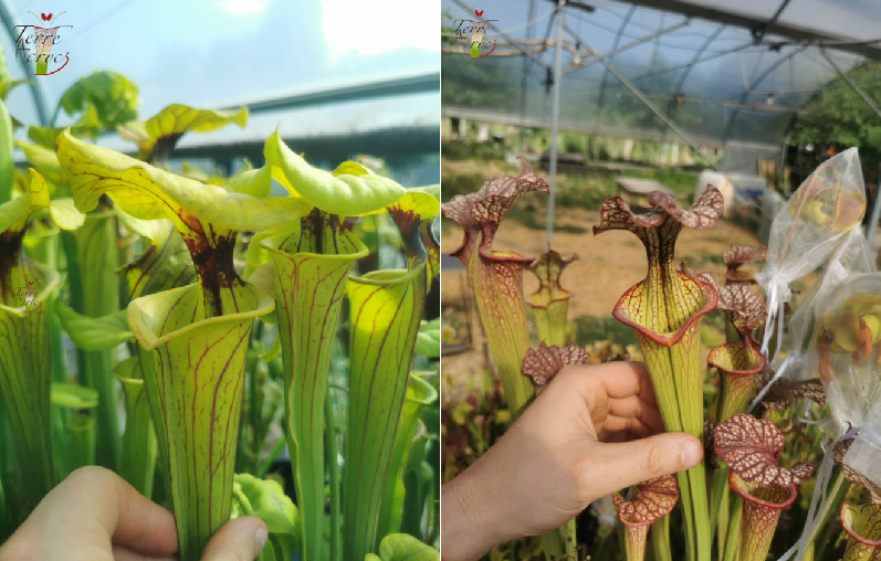Graines sarracenia 2023 (SFO01 x SXM04) (23.21)