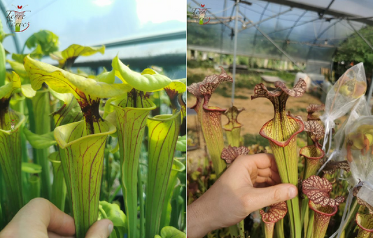 Graines sarracenia 2023 (SFO01 x SXM04) (23.21)